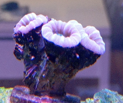 Coral Library Preview