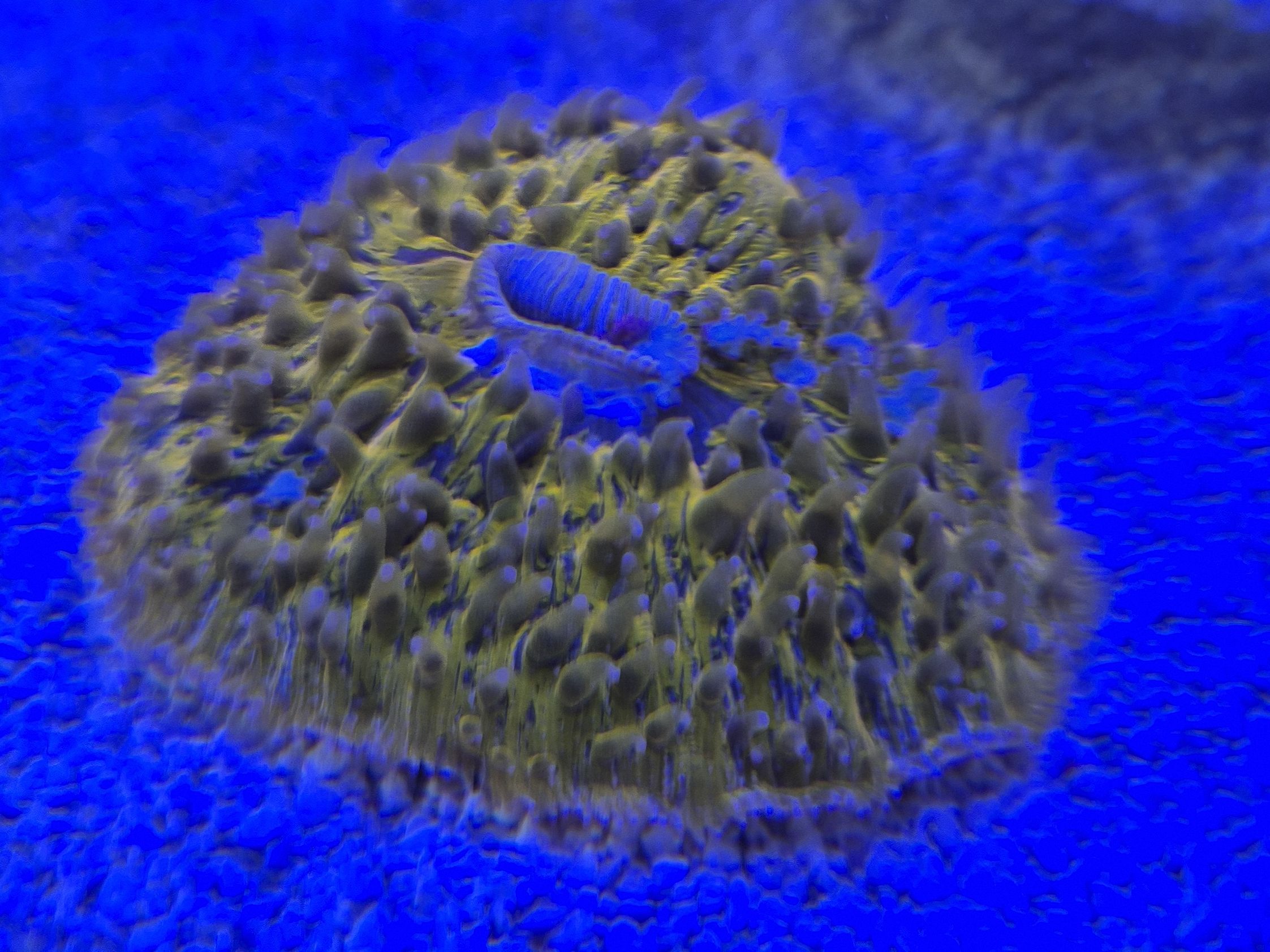 Fungia Plate