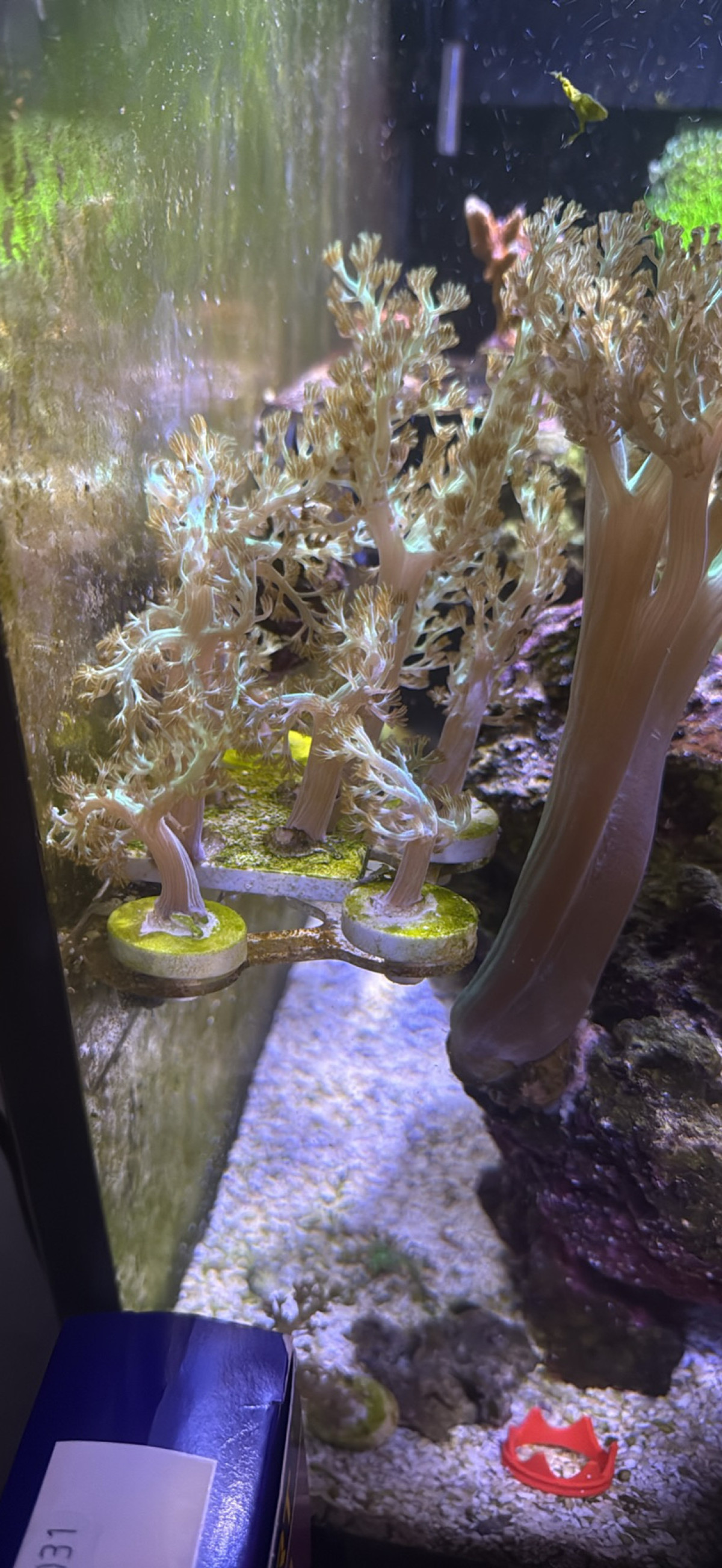 Kenya Tree Frags