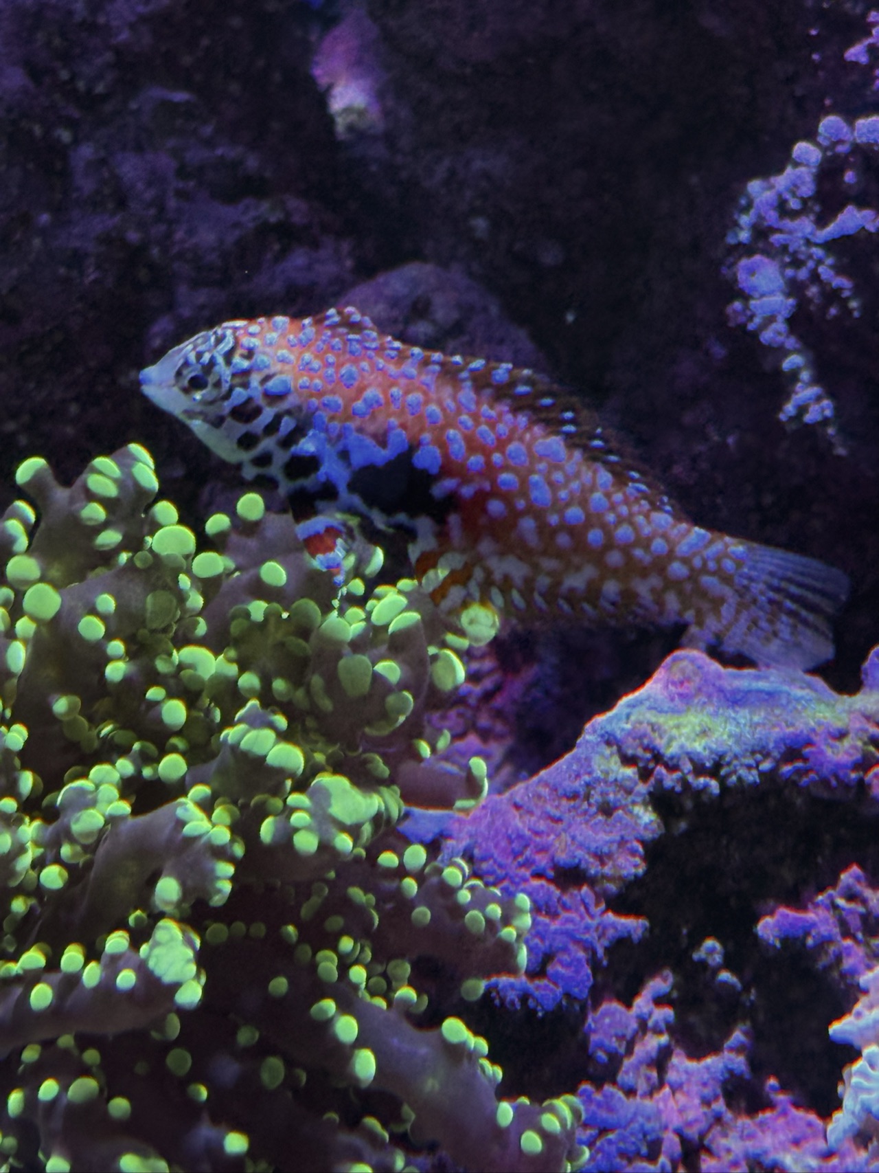 Orangeback Fairy Wrasse