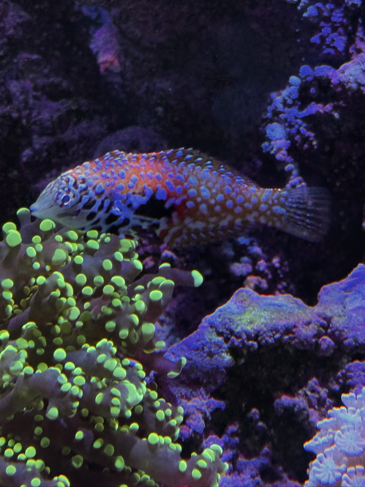Orangeback Fairy Wrasse