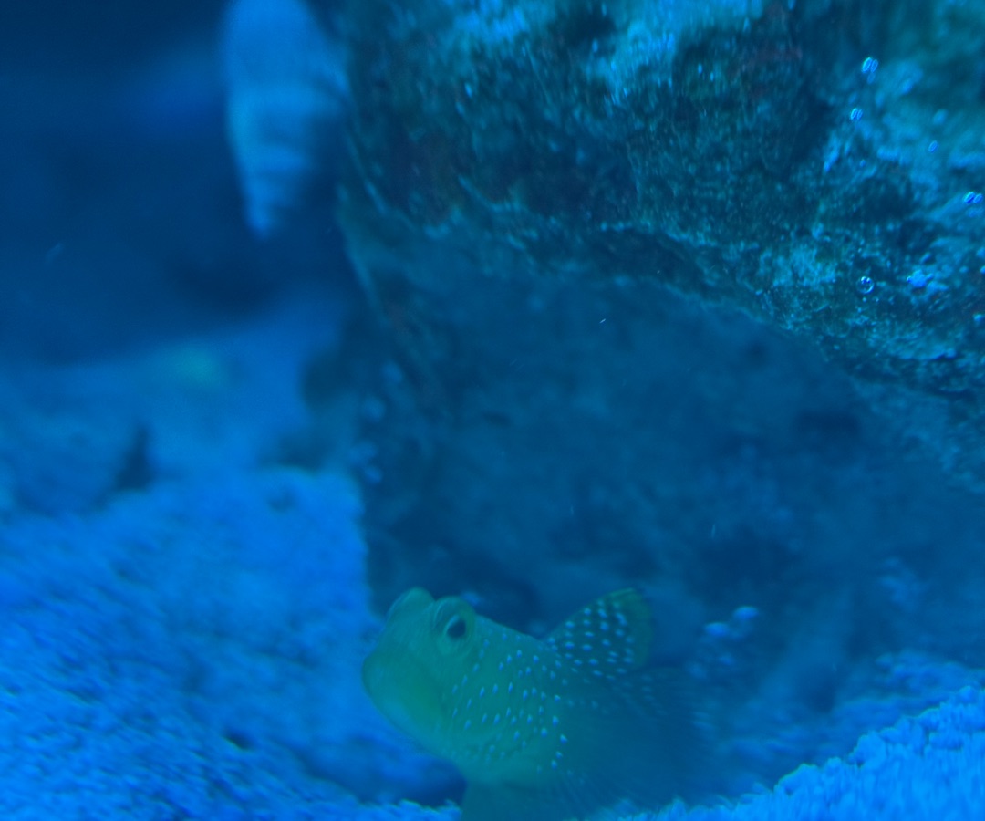 Yellow Watchman Goby