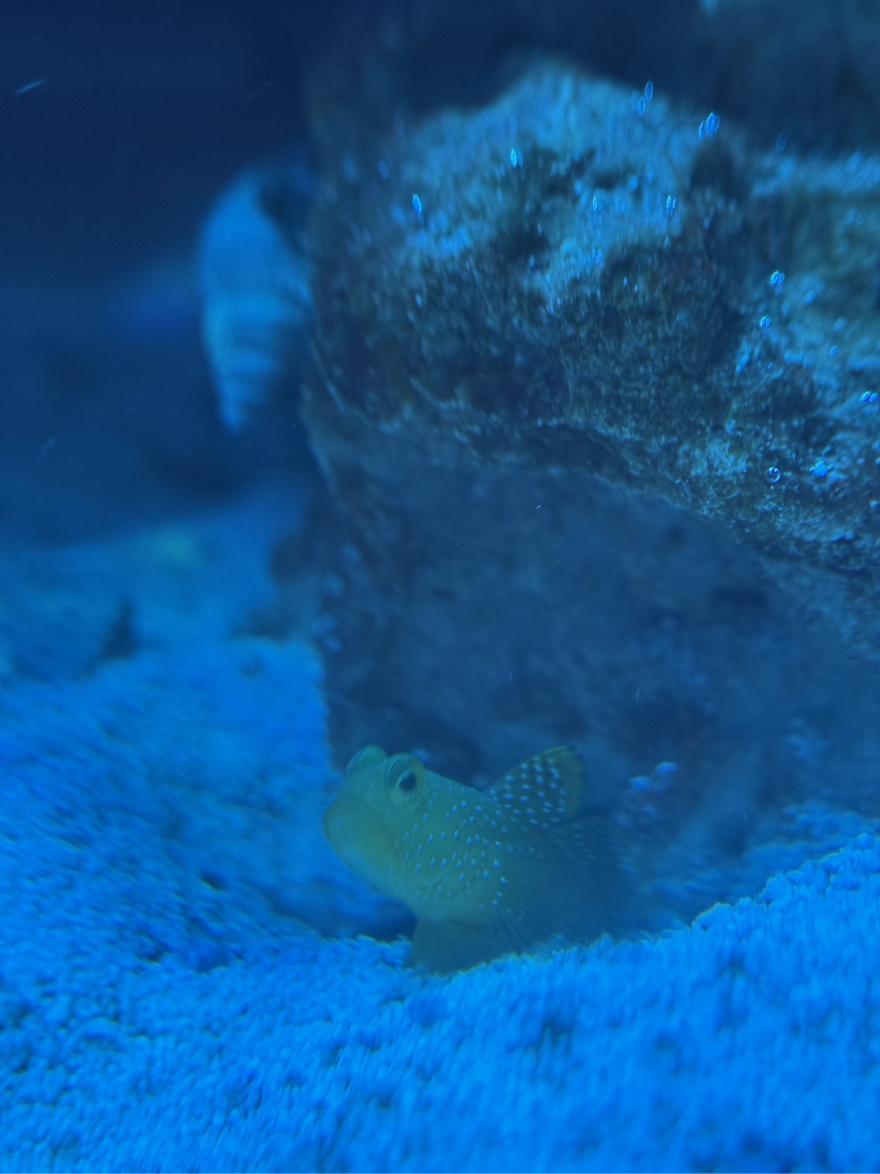Yellow Watchman Goby