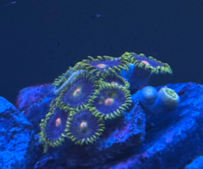 Coral Library Preview