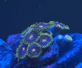 Blow Pop Zoanthid