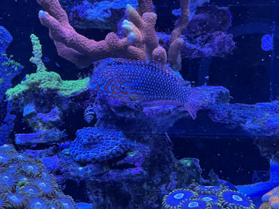 Ornate Leopard Wrasse (Macropharyngodon ornatus)