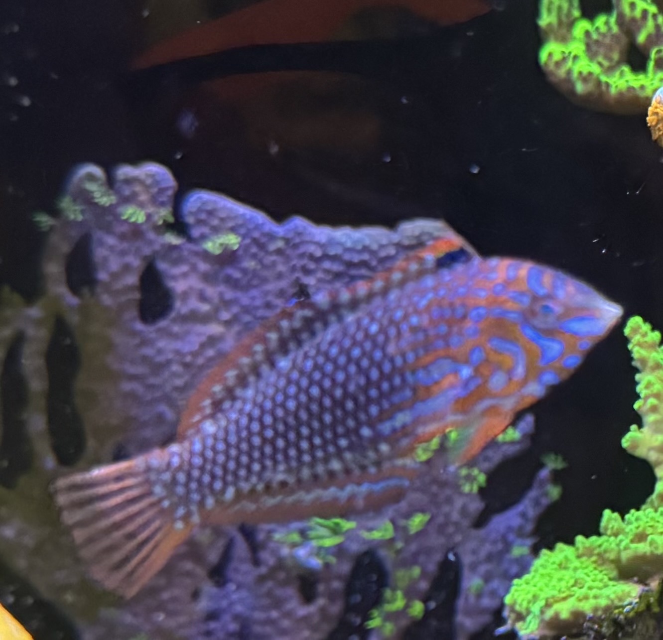 Ornate Leopard Wrasse (Macropharyngodon ornatus)