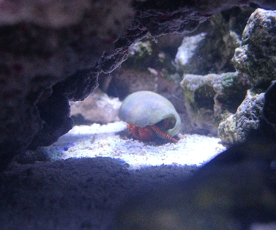 Halloween Hermit Crab