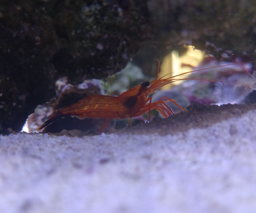 Peppermint Shrimp