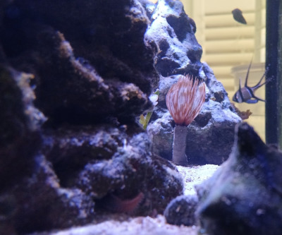 Invertebrate Library Preview