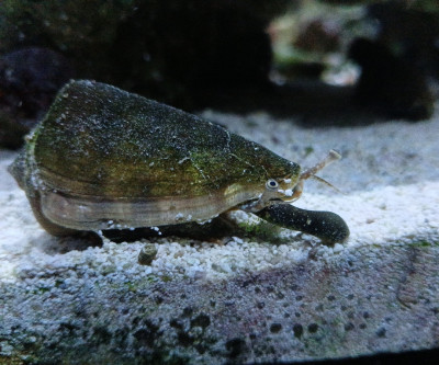 Invertebrate Library Preview