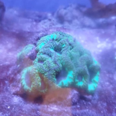 Blastomussa Merletti