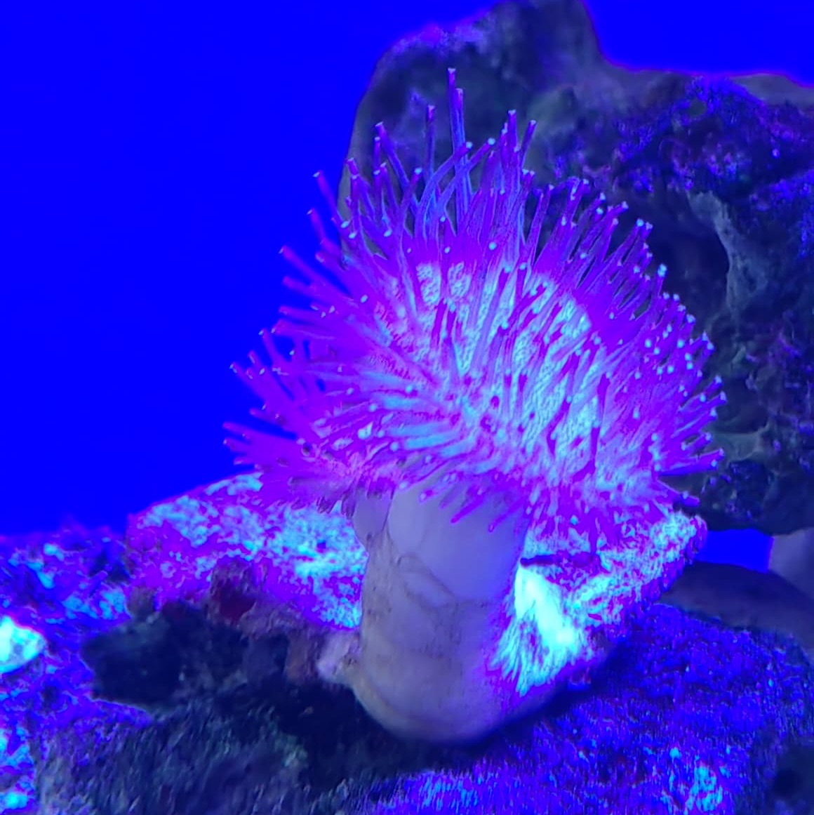 Long Polyp Leather Toadstool