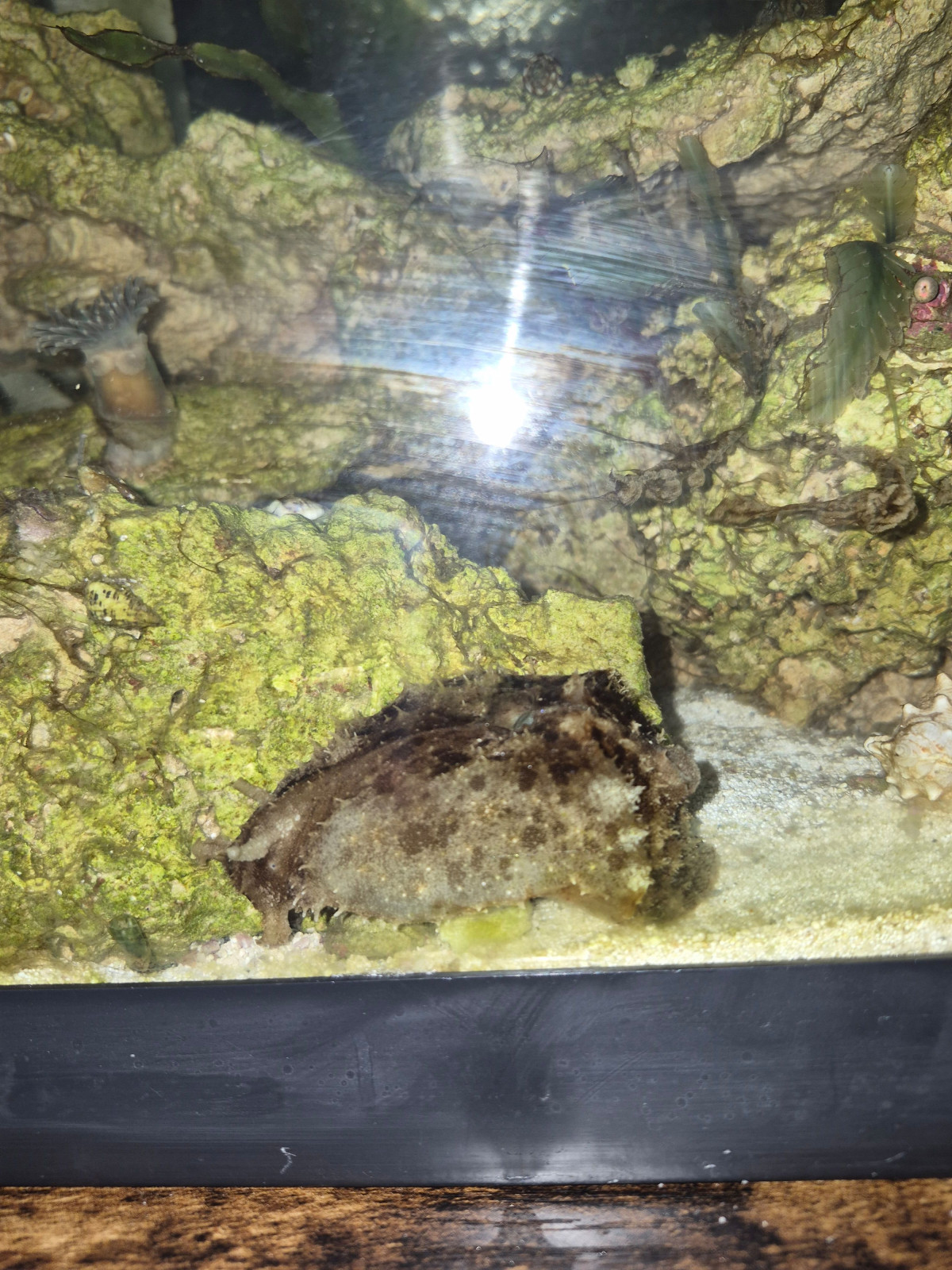 Sea hare for rent!