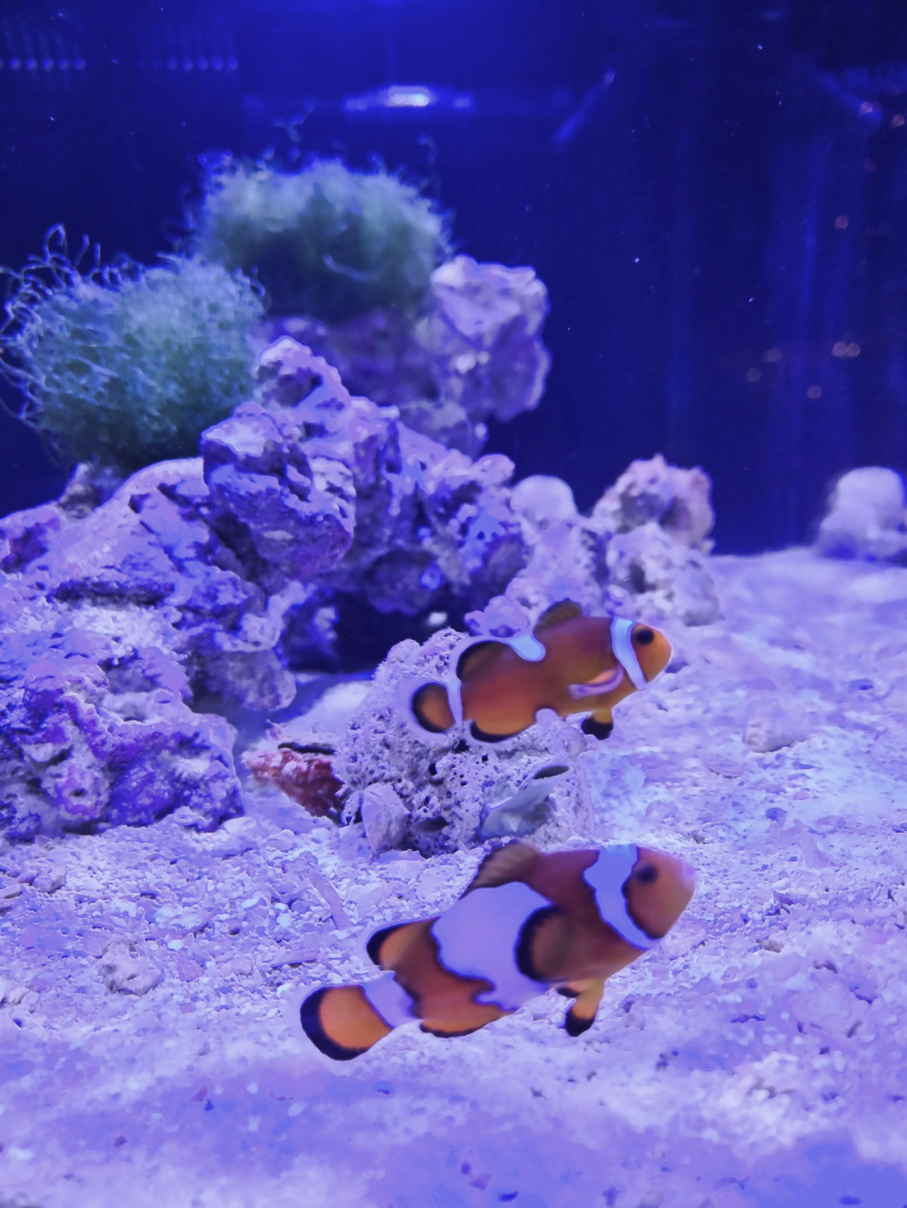 Ocellaris Clownfish