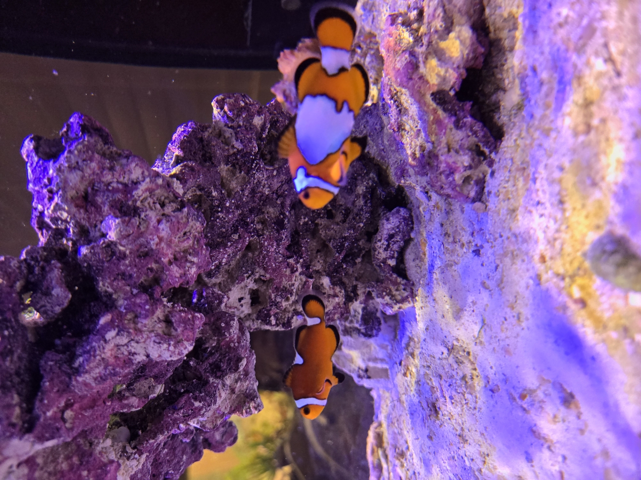 Ocellaris Clownfish