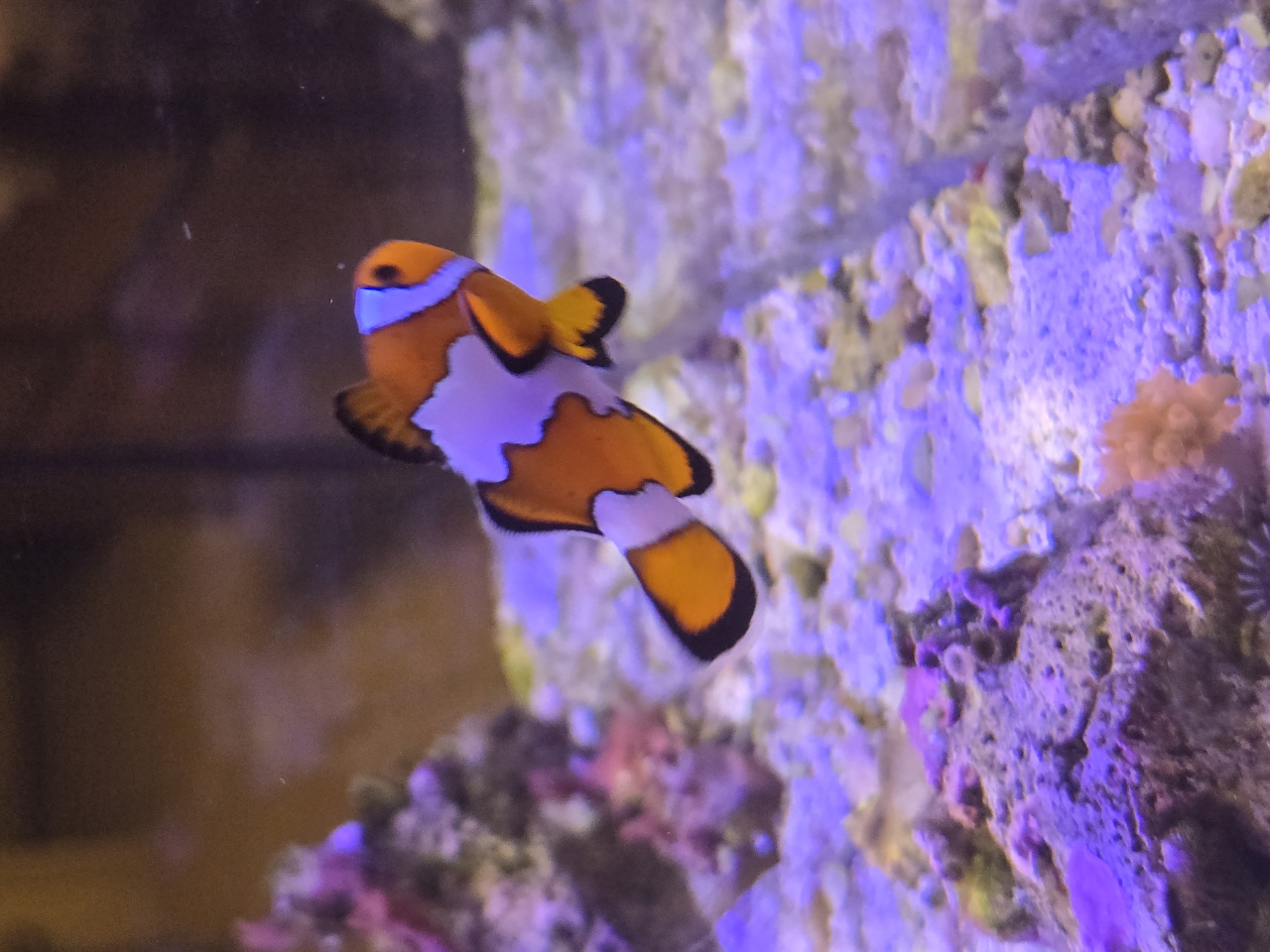 Ocellaris Clownfish