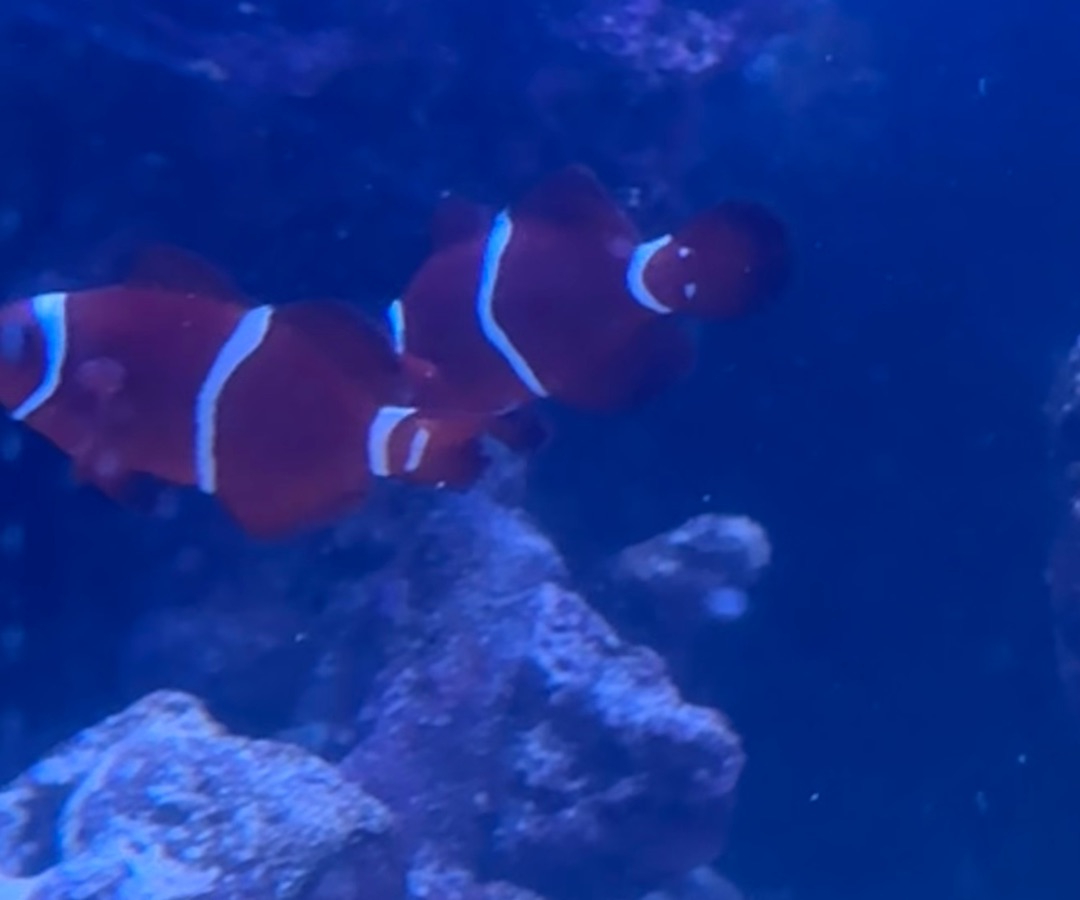 Morse Code Maroon Clownfish