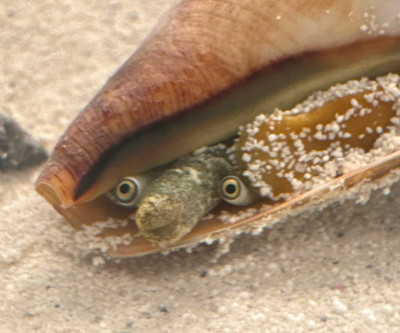 Invertebrate Library Preview