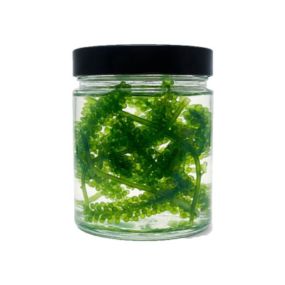 Caulerpa Macroalgae 8oz | Fast-Growing Nutrient Export