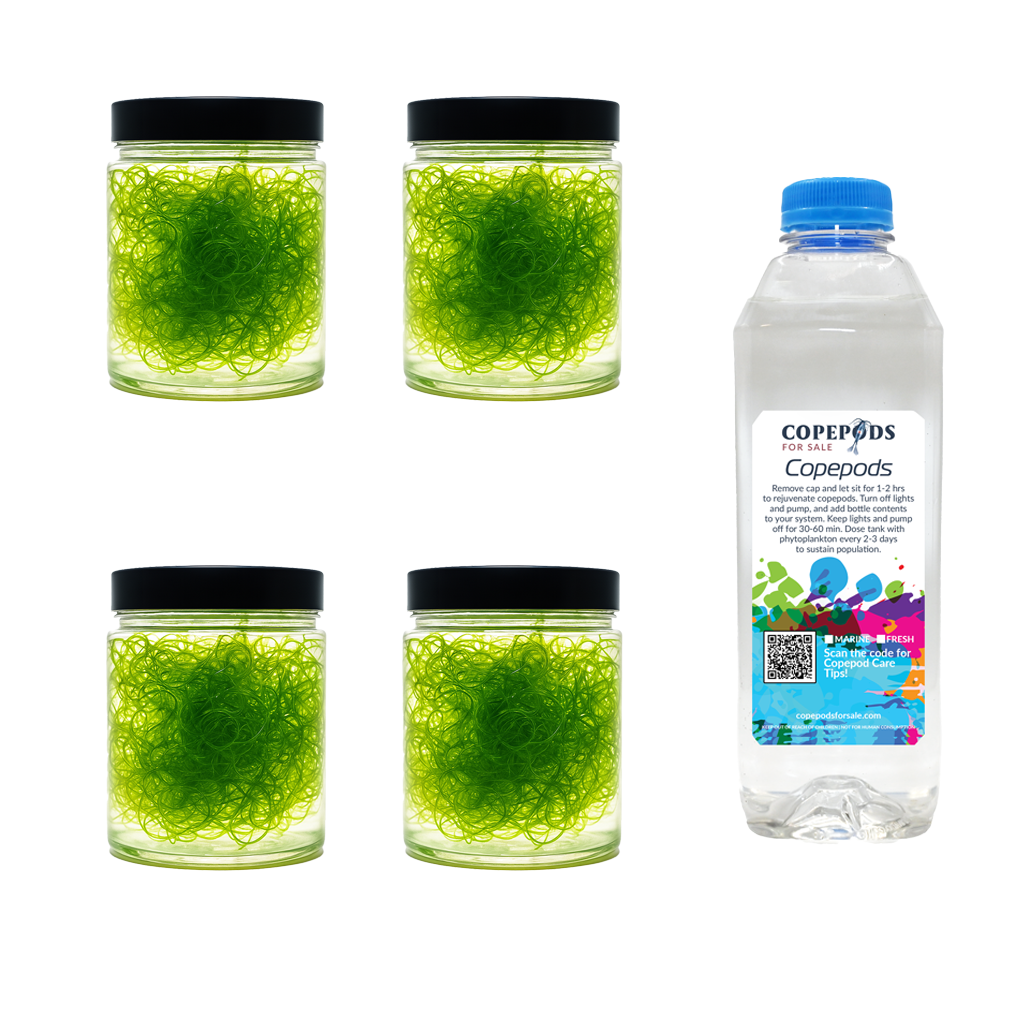 4 Cups Clean Chaeto & 32oz 5‑Species Copepod Blend – Ultimate Refugium Starter Kit