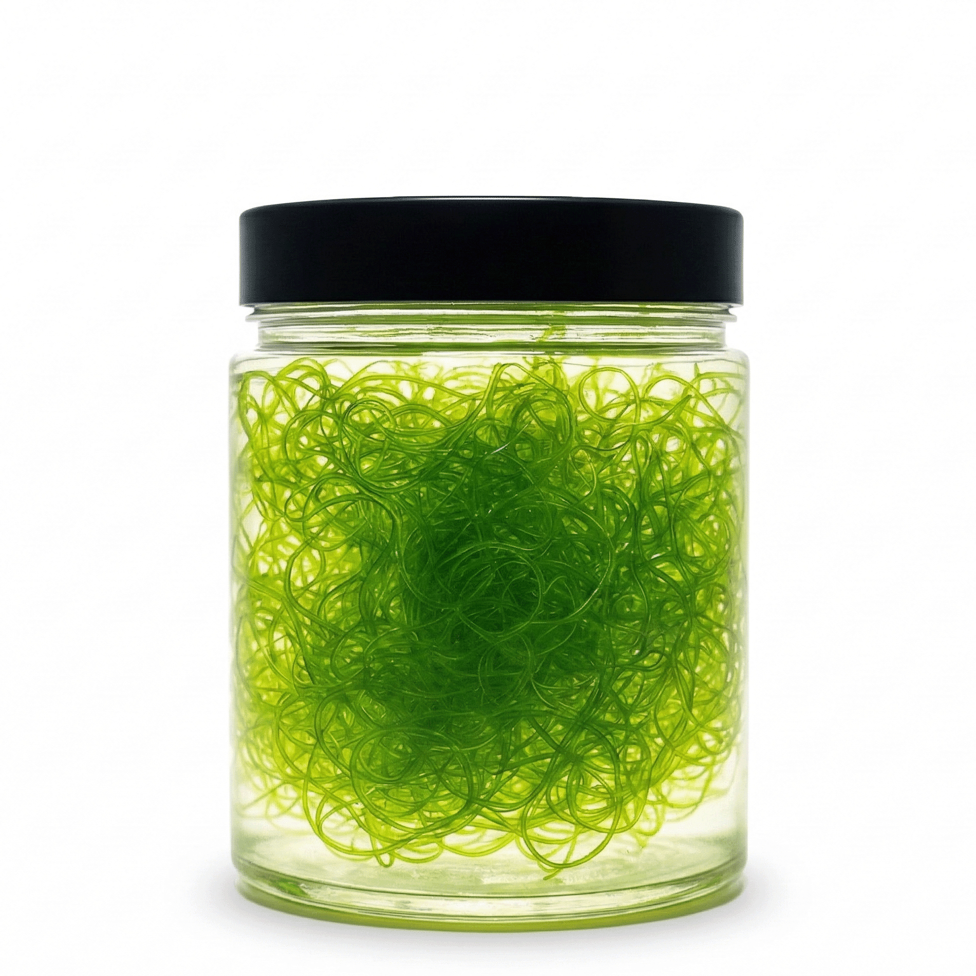 Clean Chaetomorpha 8oz | Pest-Free Chaeto for Refugiums