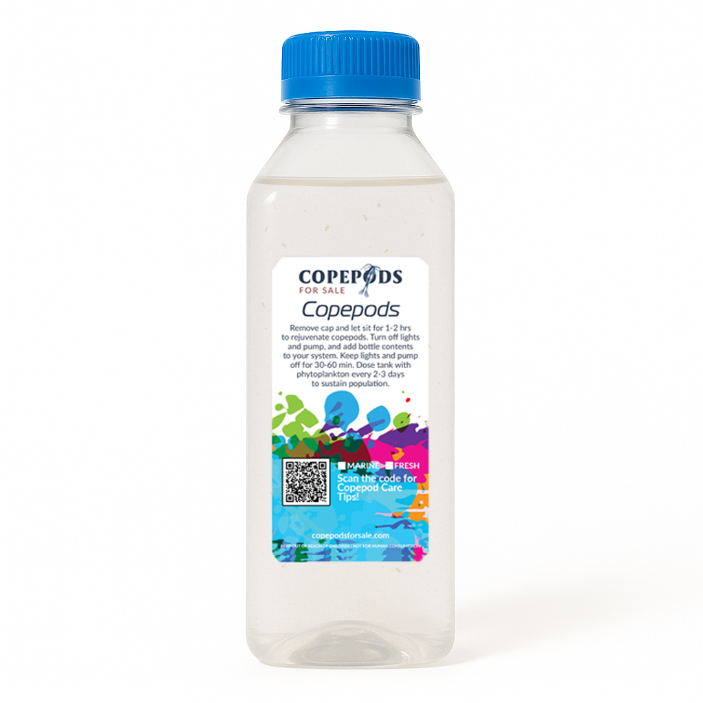 XL Copepods 8oz | Extra-Large Tigriopus Feeder Pods