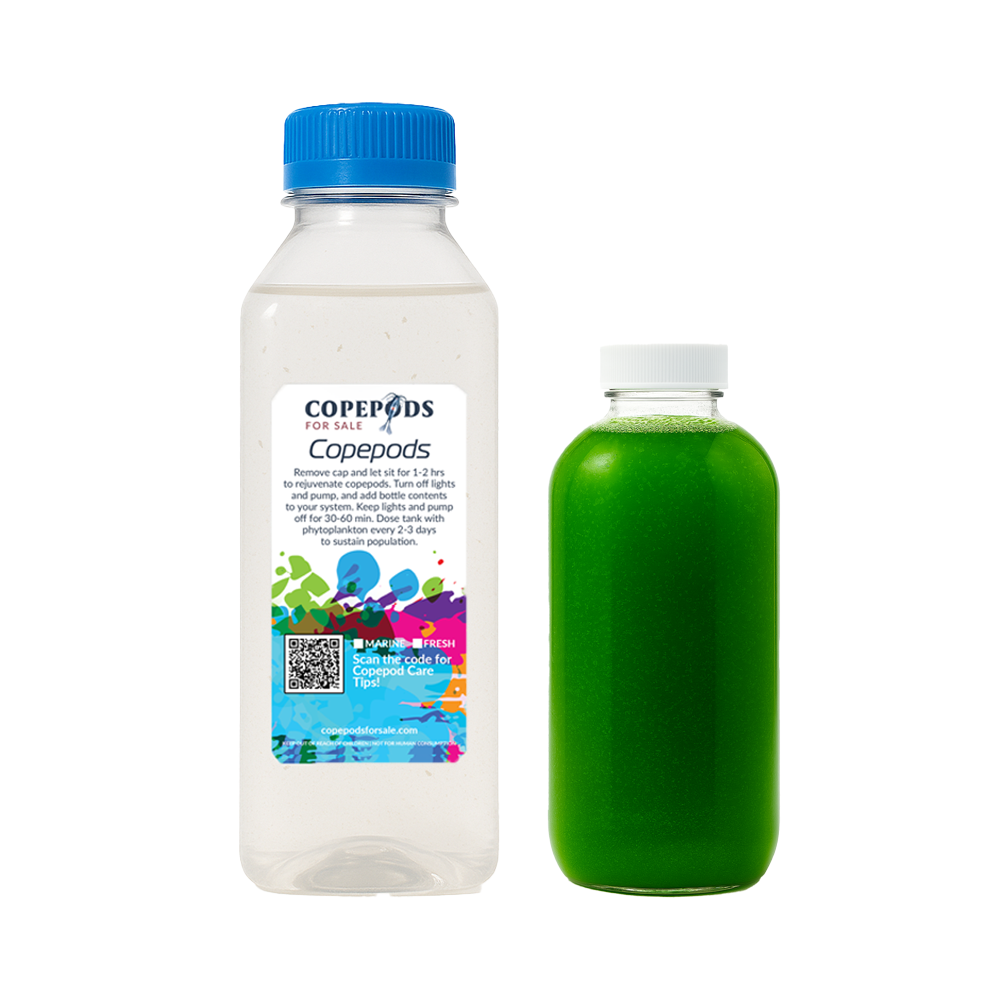 Tigriopus Copepods 8oz + 4oz Phyto | Starter Combo