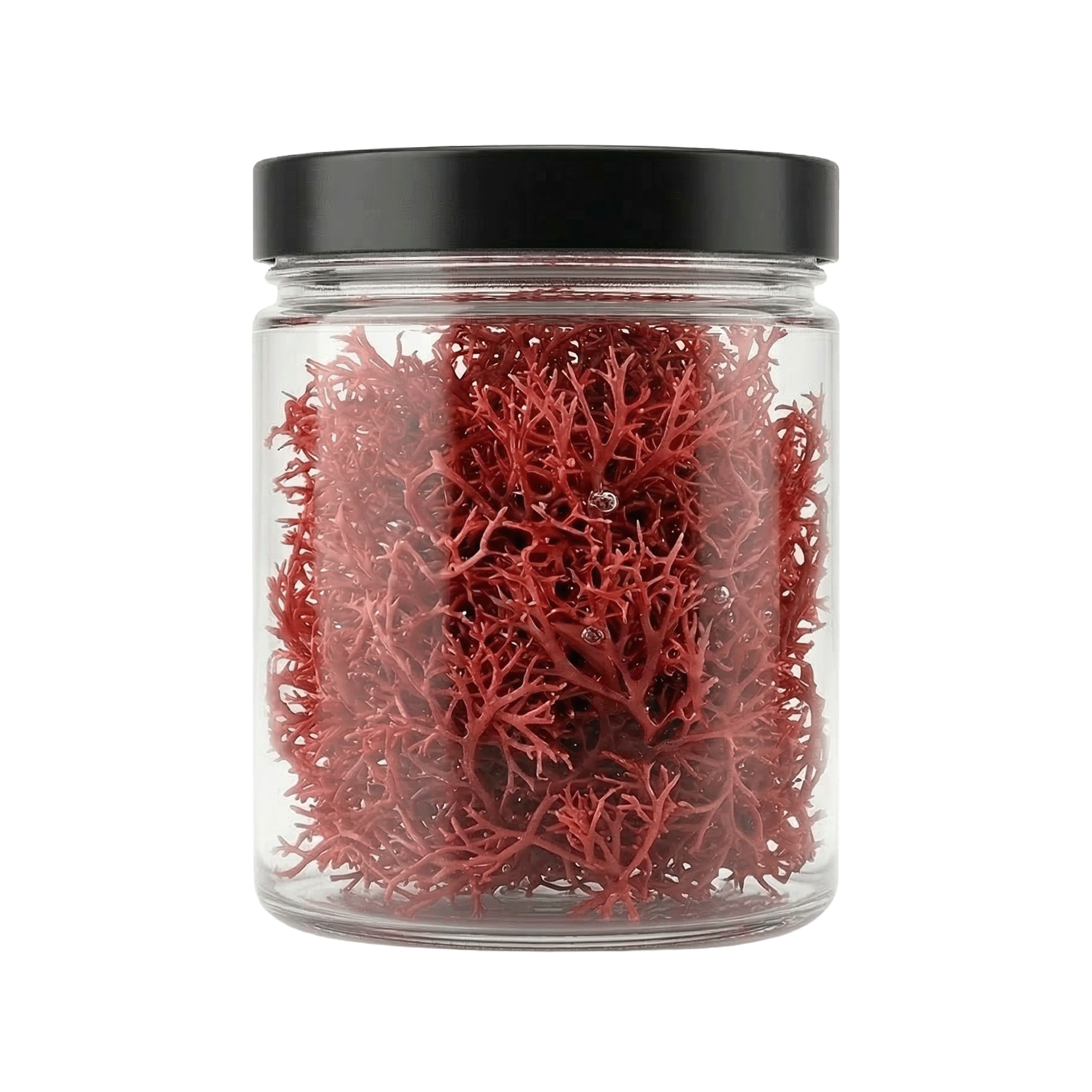 8oz Gracilaria (Ogo) Macroalgae - Refugium & Display Tank Nutrient Export