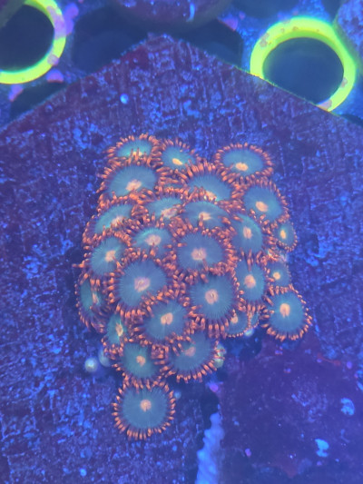 Gatorade zoa