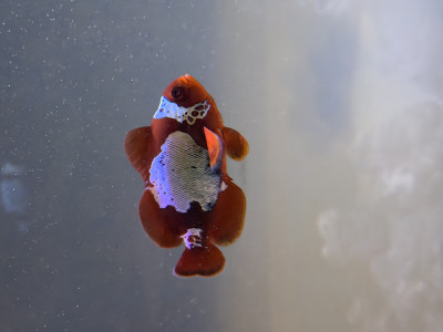 Fish Library Preview
