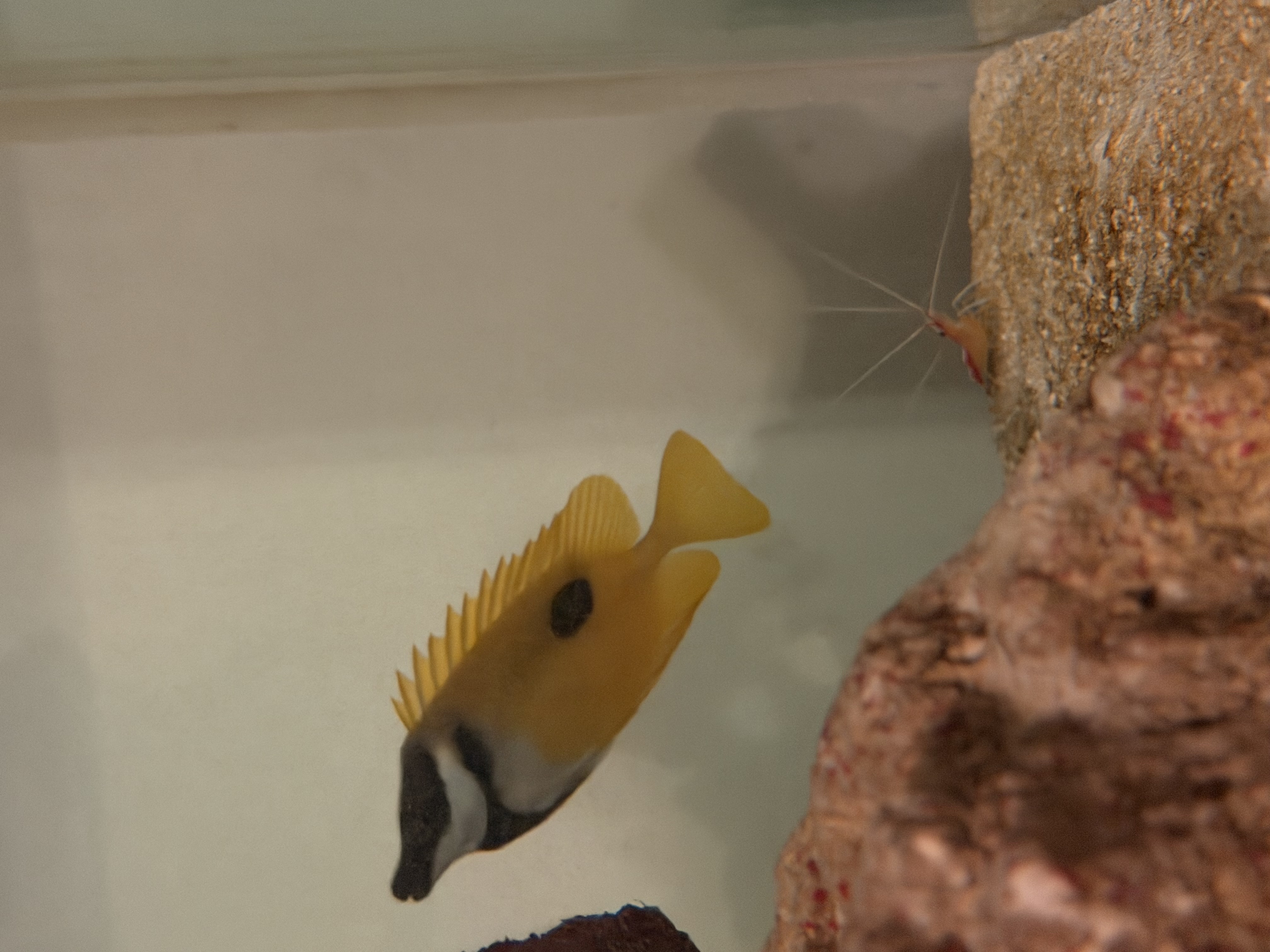 Foxface Rabbitfish