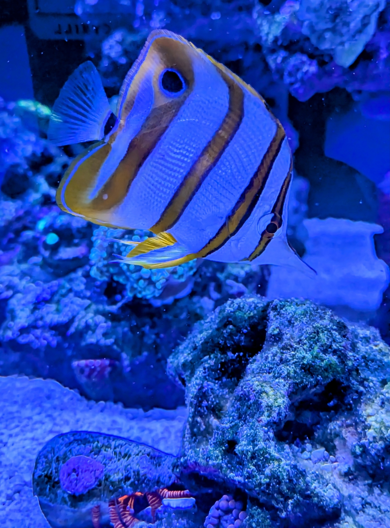 Copperband butterflyfish