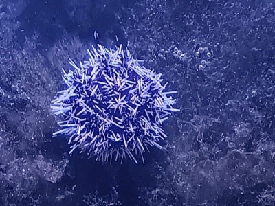 Invertebrate Library Preview