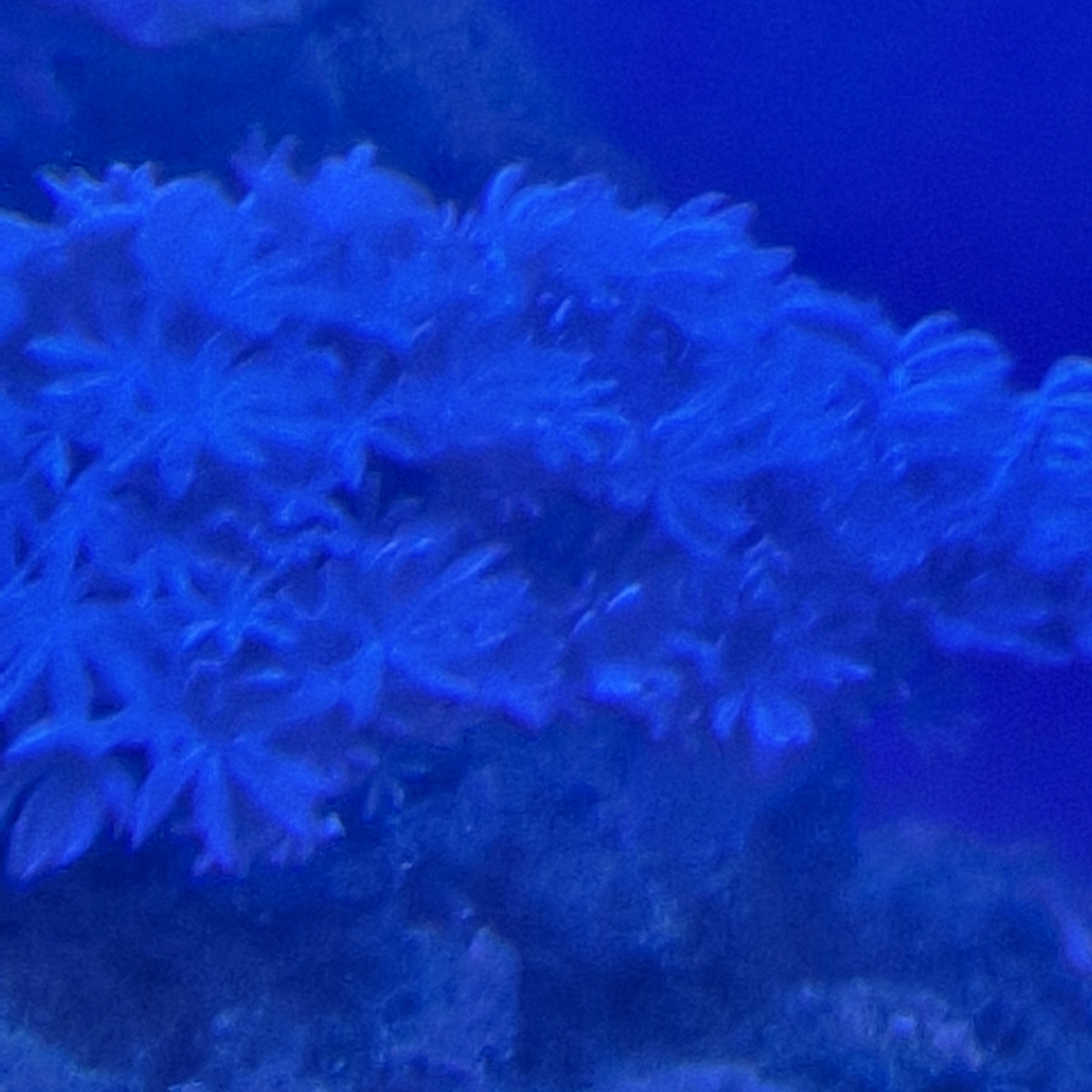 Pulsing xenia