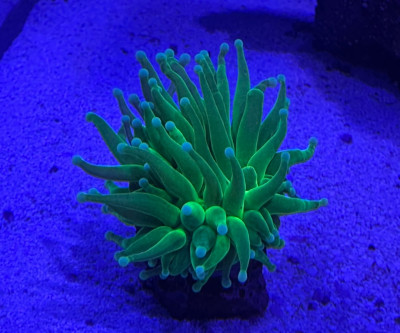 Coral Library Preview