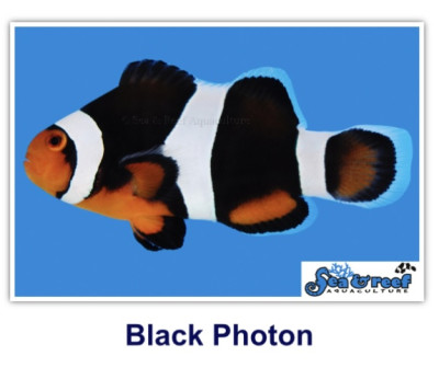Black photon Clownfish