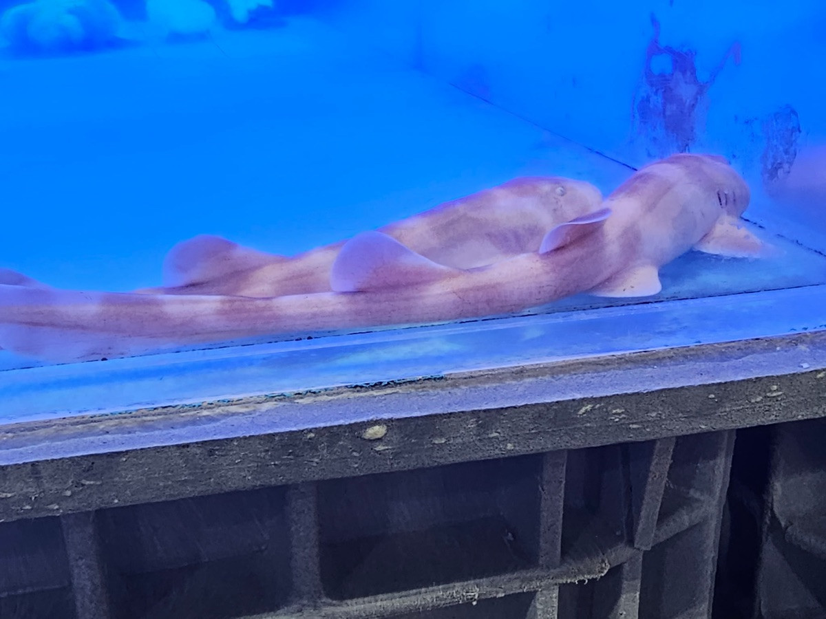 Bamboo shark