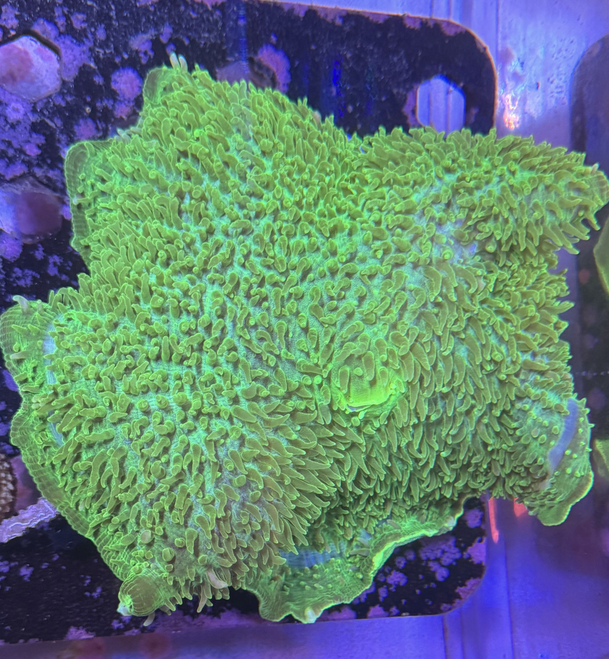 Elephant ear mushroom