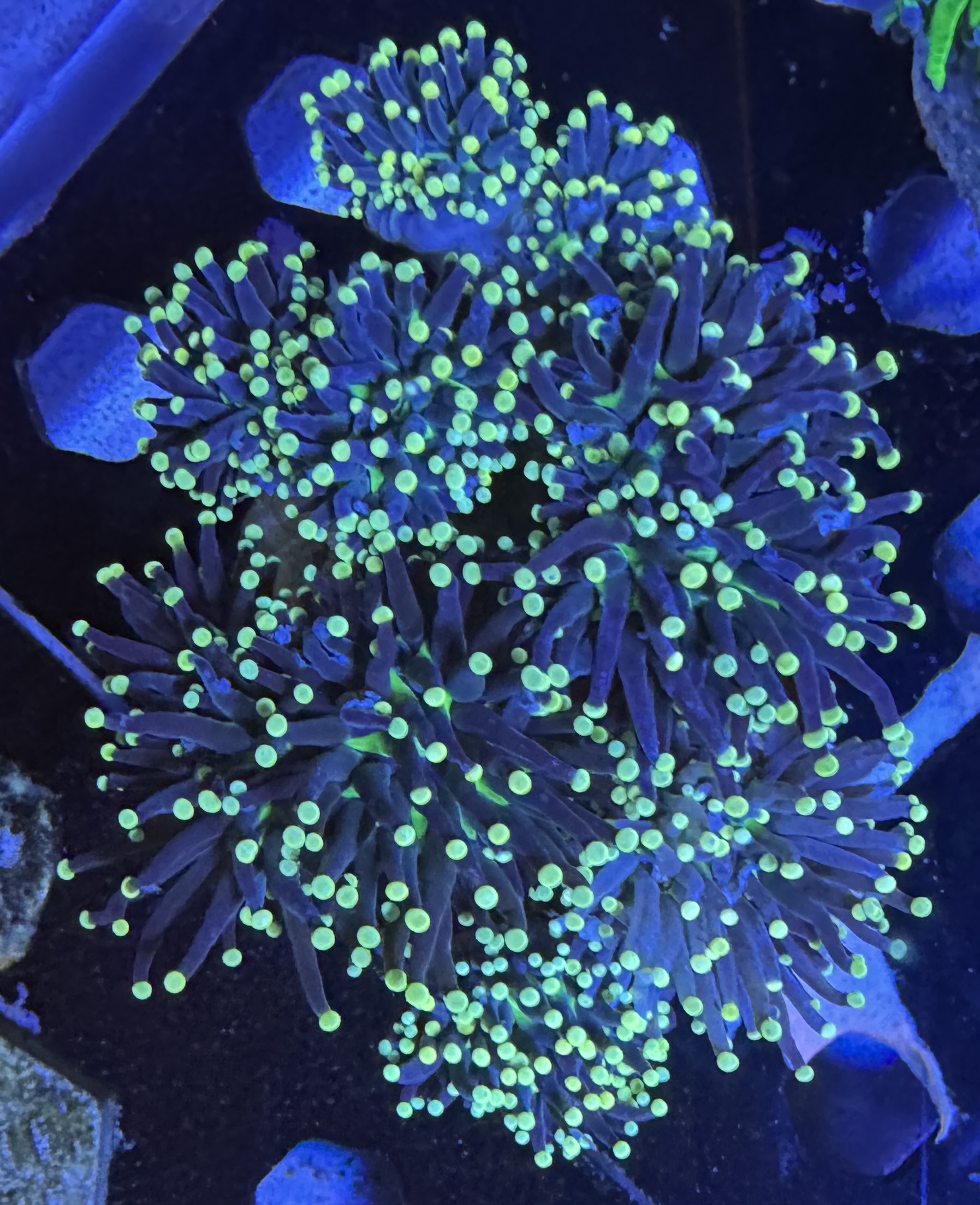 Black torch with green center.