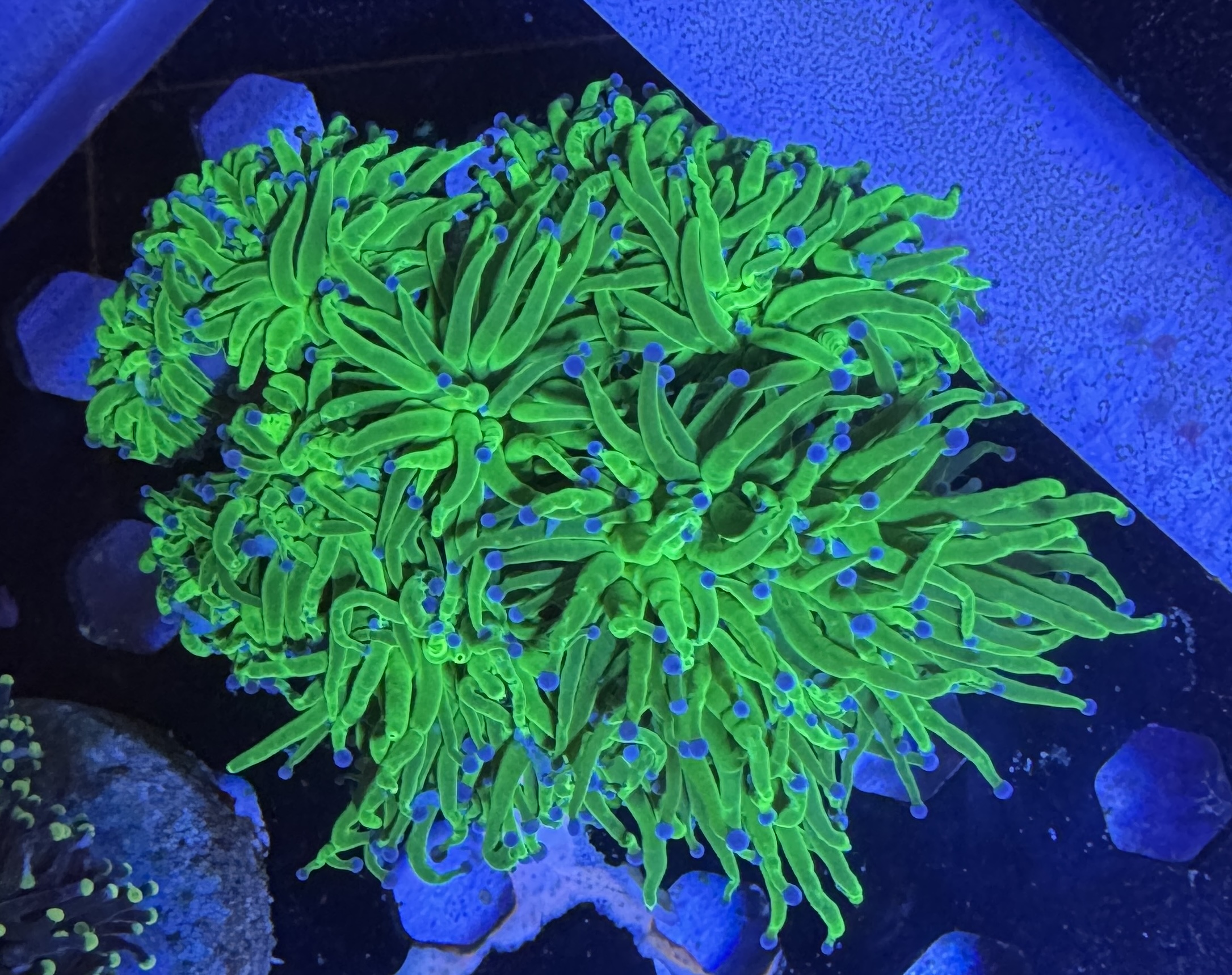 Healthy torch coral with fully extended polyps in a reef aquarium