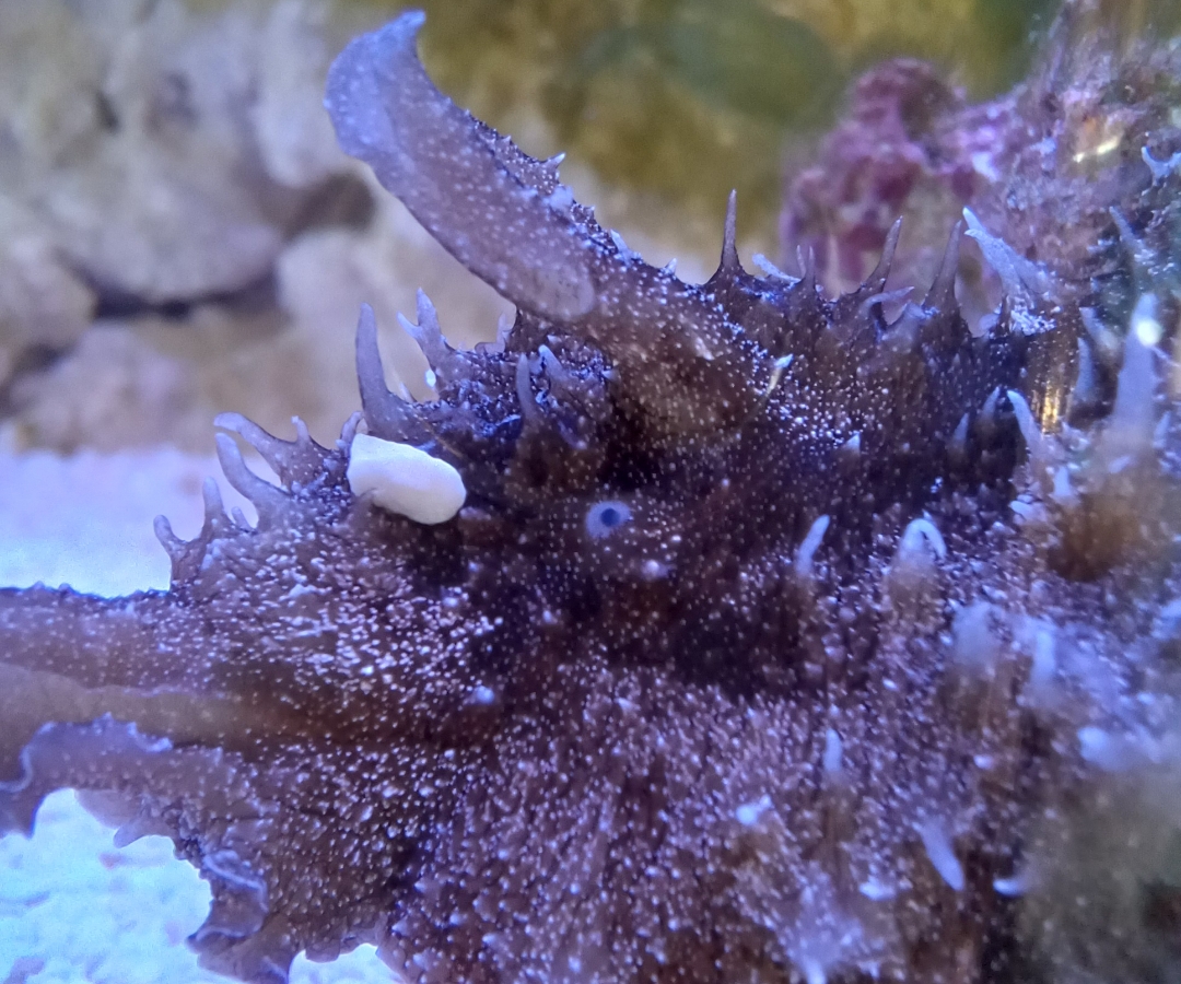 Dolabella Sea Hare