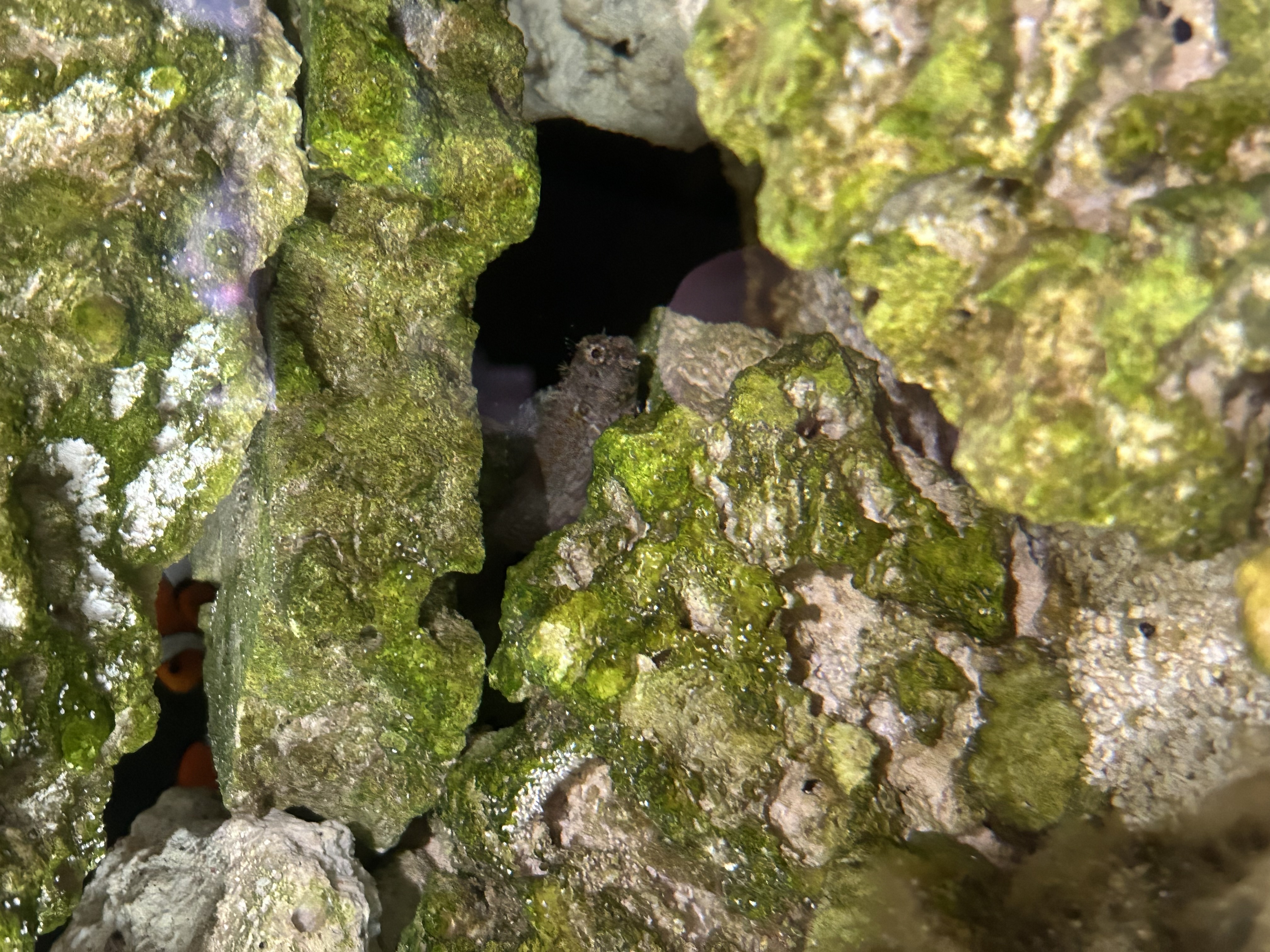 Lawn Mower Blenny