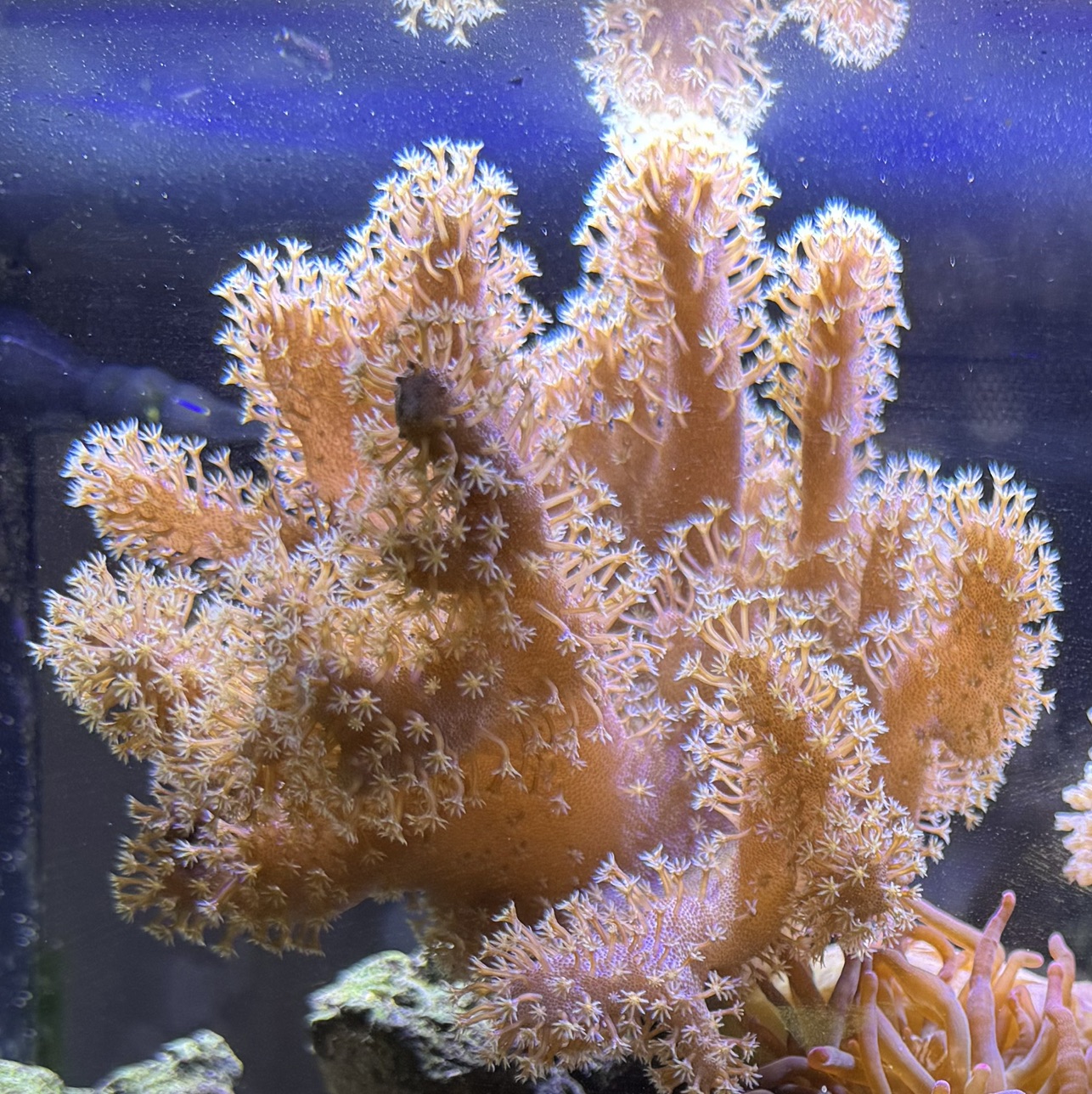 Leather Devils Hand