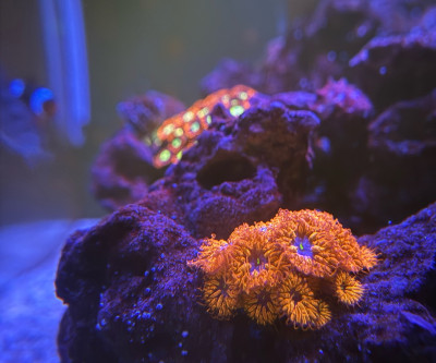 Coral Library Preview