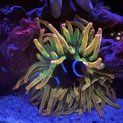 Bubble Tip Anemone