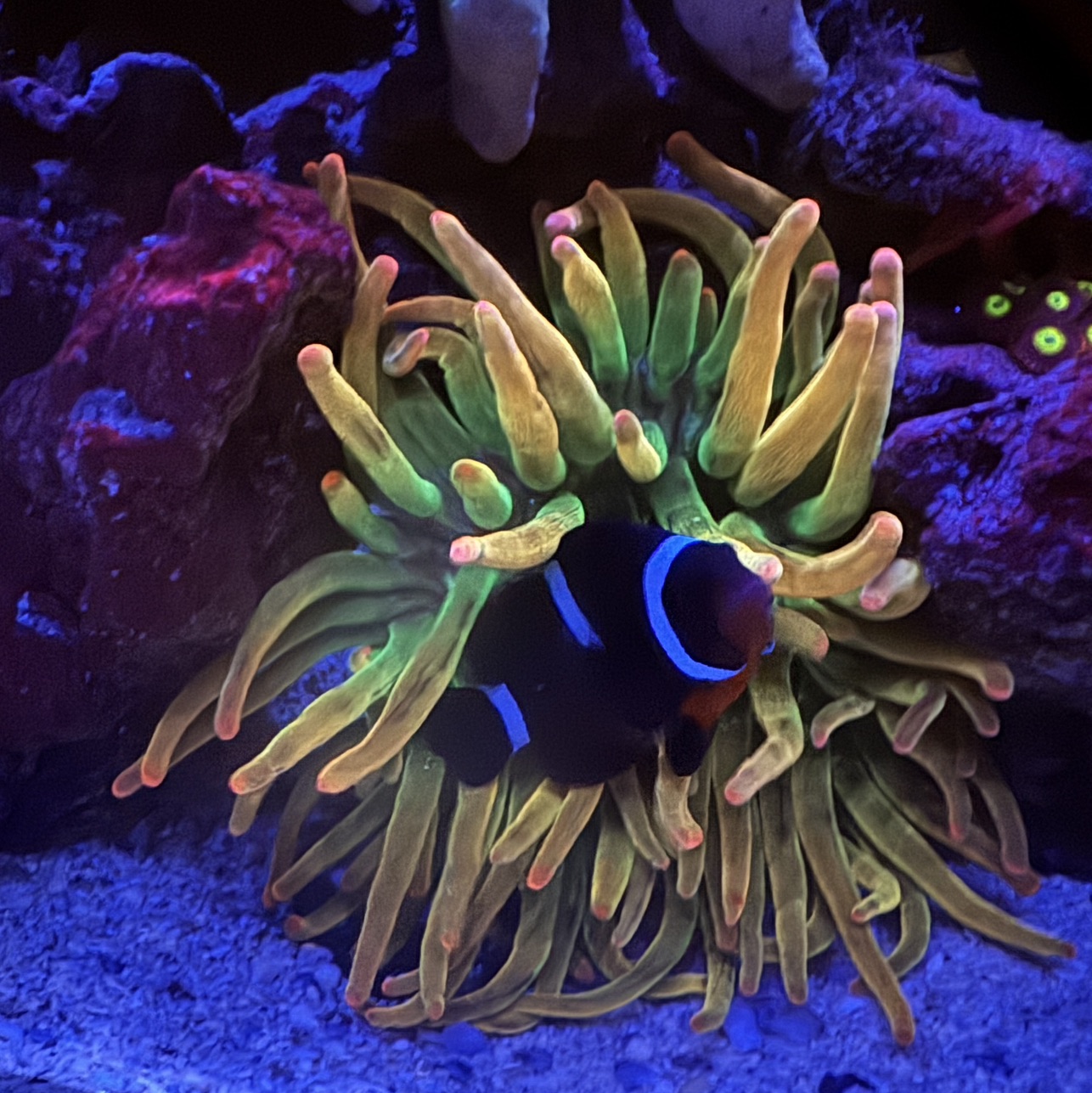 Bubble Tip Anemone
