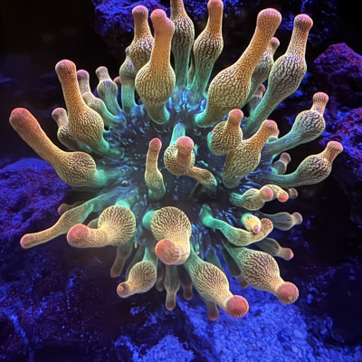 Coral Library Preview