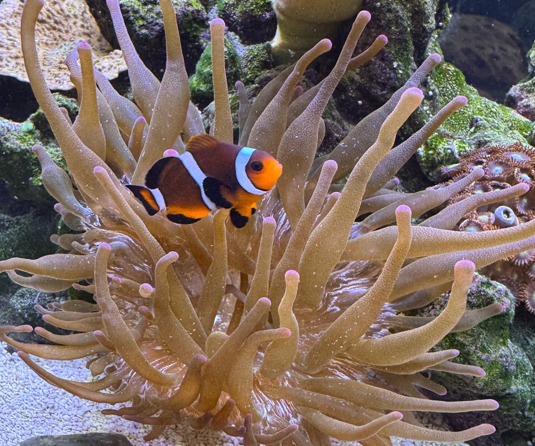 Caramel Clownfish