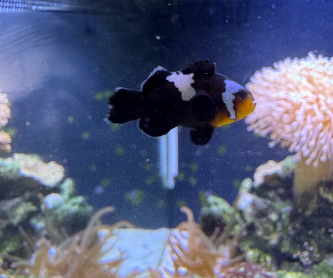 Longfin Midnight Lightning Clownfish